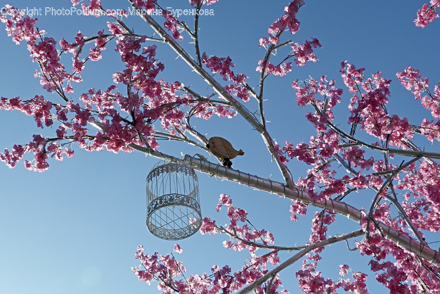 Human, People, Person, Blossom, Flora