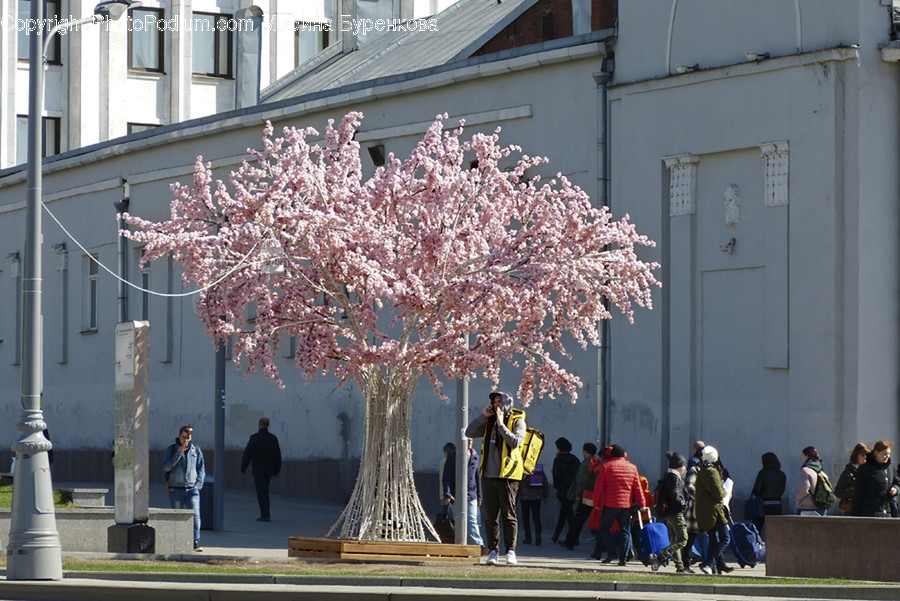 Blossom, Cherry Blossom, Flora, Flower, Plant