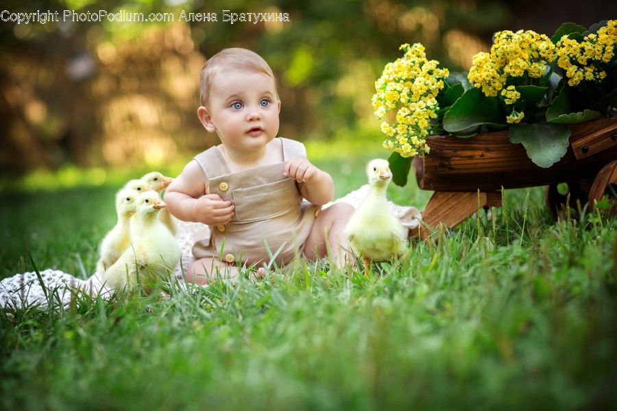Human, People, Person, Animal, Bird