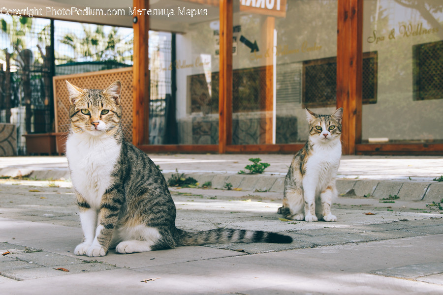 Animal, Cat, Mammal, Pet, Manx