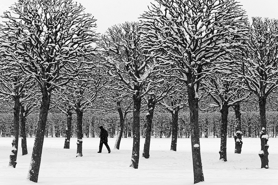 Outdoors, Snow, Flora, Plant, Tree