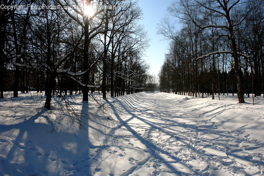 Landscape, Nature, Outdoors, Scenery, Flora