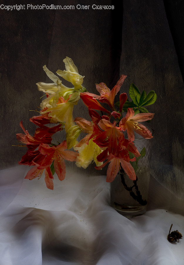 Blossom, Flora, Flower, Gladiolus, Plant