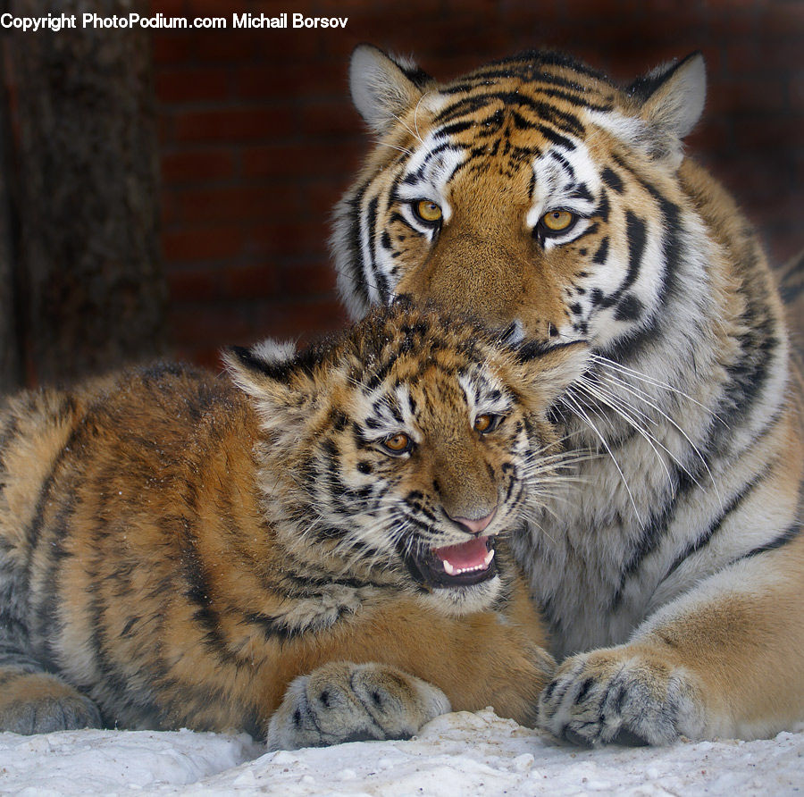 Animal, Mammal, Tiger, Cat, Pet, Plant, Vegetation