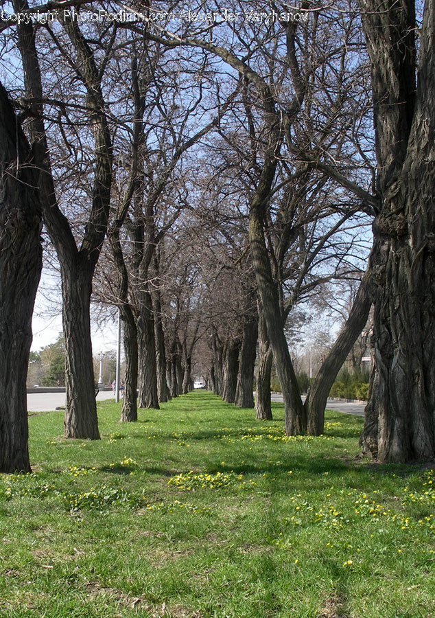 Flora, Oak, Plant, Tree, Park