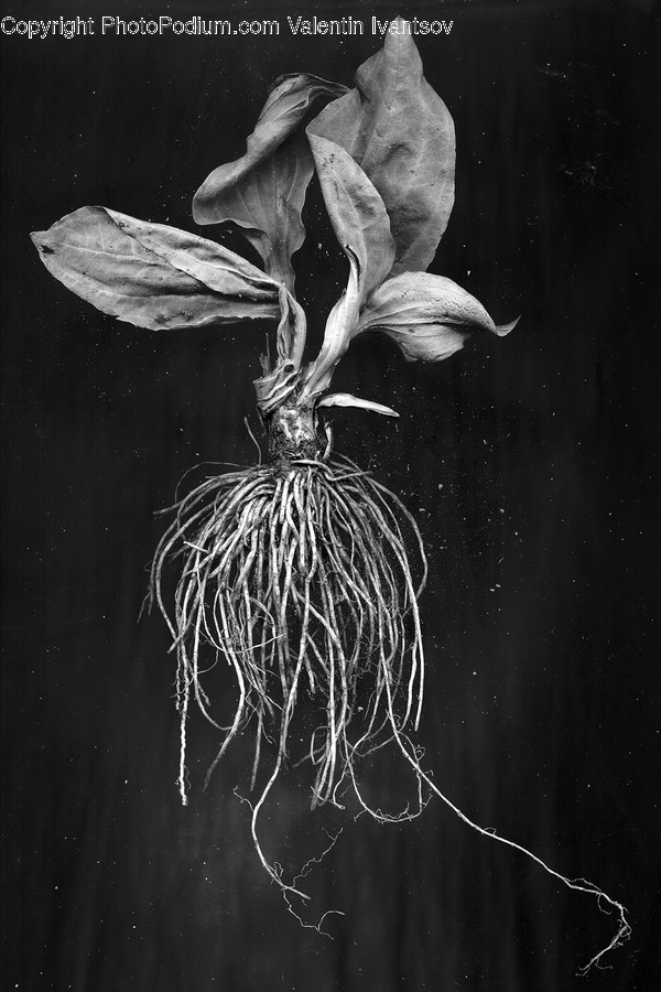 Acanthaceae, Blossom, Flora, Flower, Plant