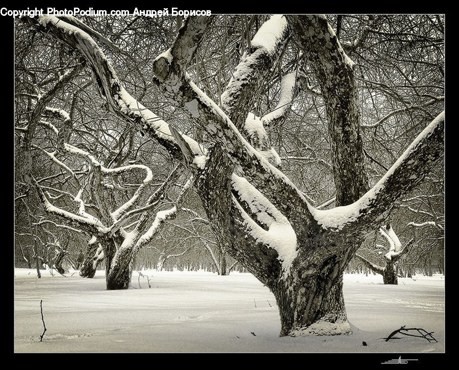 Plant, Tree, Oak, Wood, Ice, Outdoors, Snow