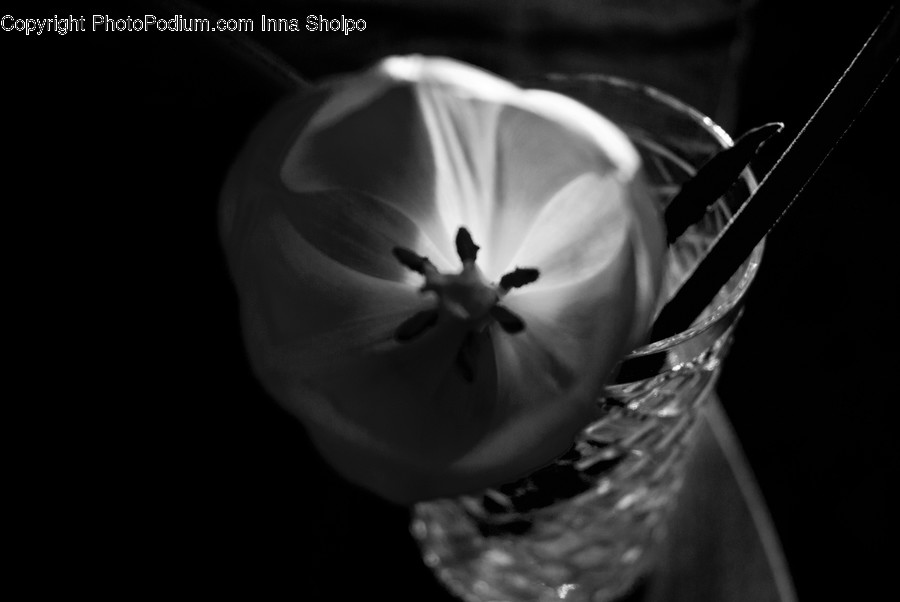 Blossom, Flora, Flower, Plant, Tulip