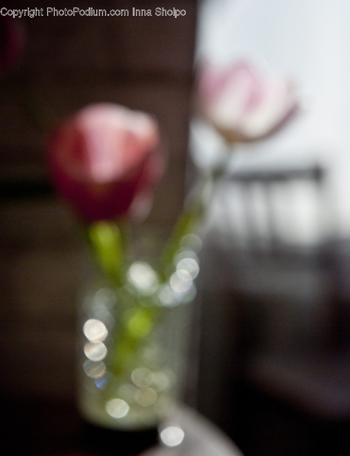 Glass, Goblet, Blossom, Flora, Flower
