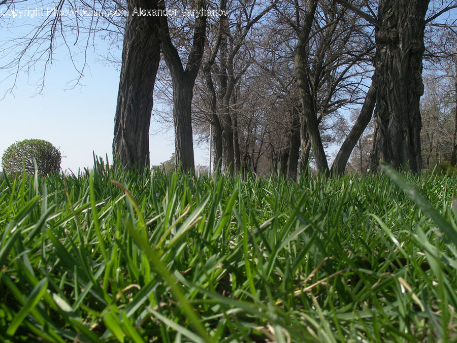 Flora, Grass, Plant, Oak, Tree