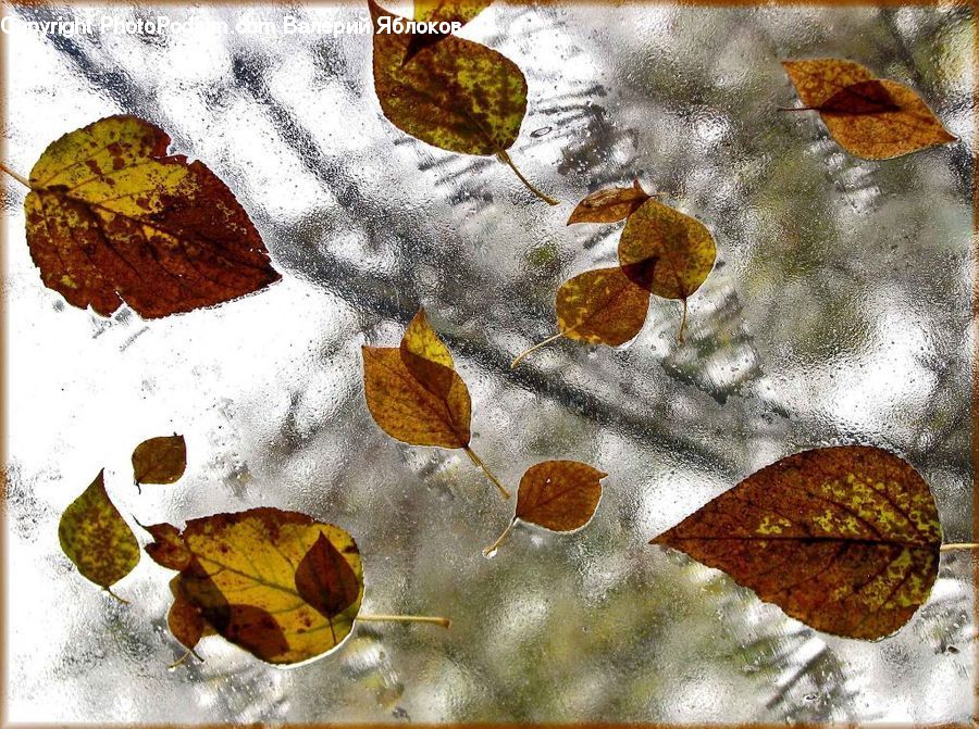 Butterfly, Insect, Invertebrate, Moth, Leaf, Plant, Maple