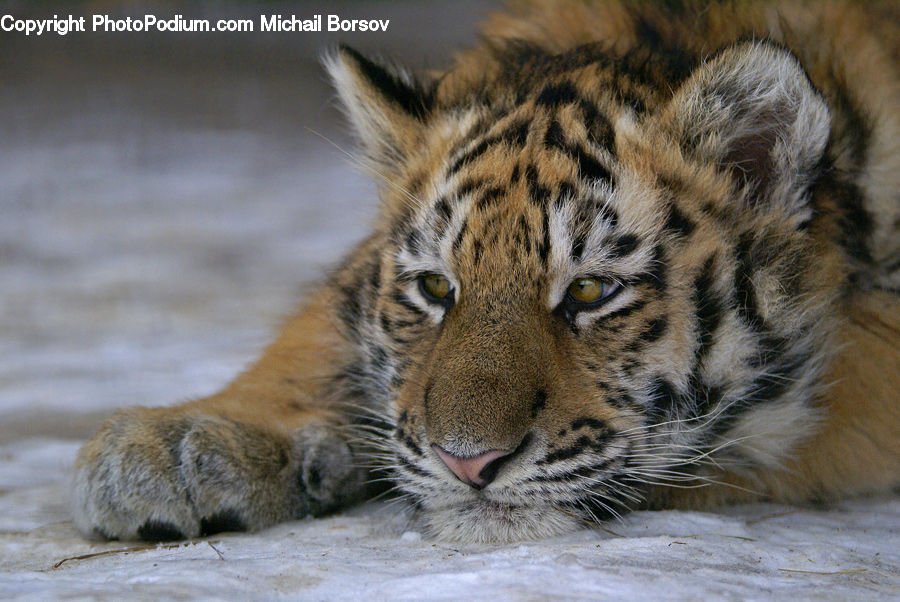 Animal, Mammal, Tiger, Plant, Vegetation, Field, Grass