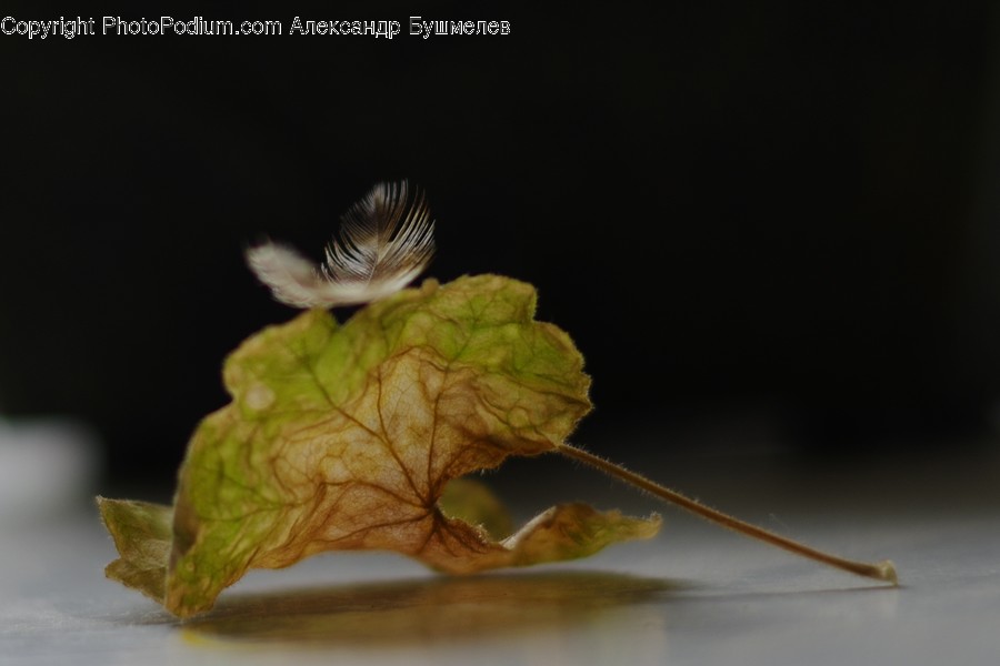 Blossom, Flora, Flower, Geranium, Plant