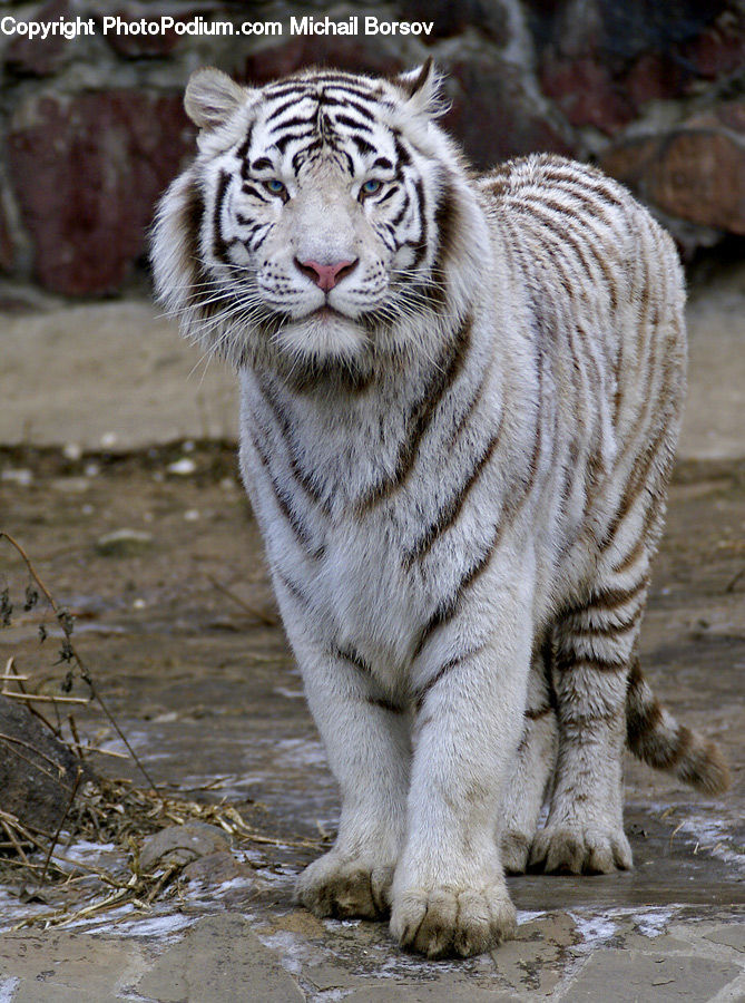 Animal, Mammal, Tiger, Plant, Vegetation