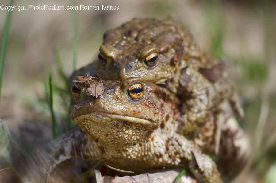 Amphibian, Animal, Toad, Wildlife, Frog