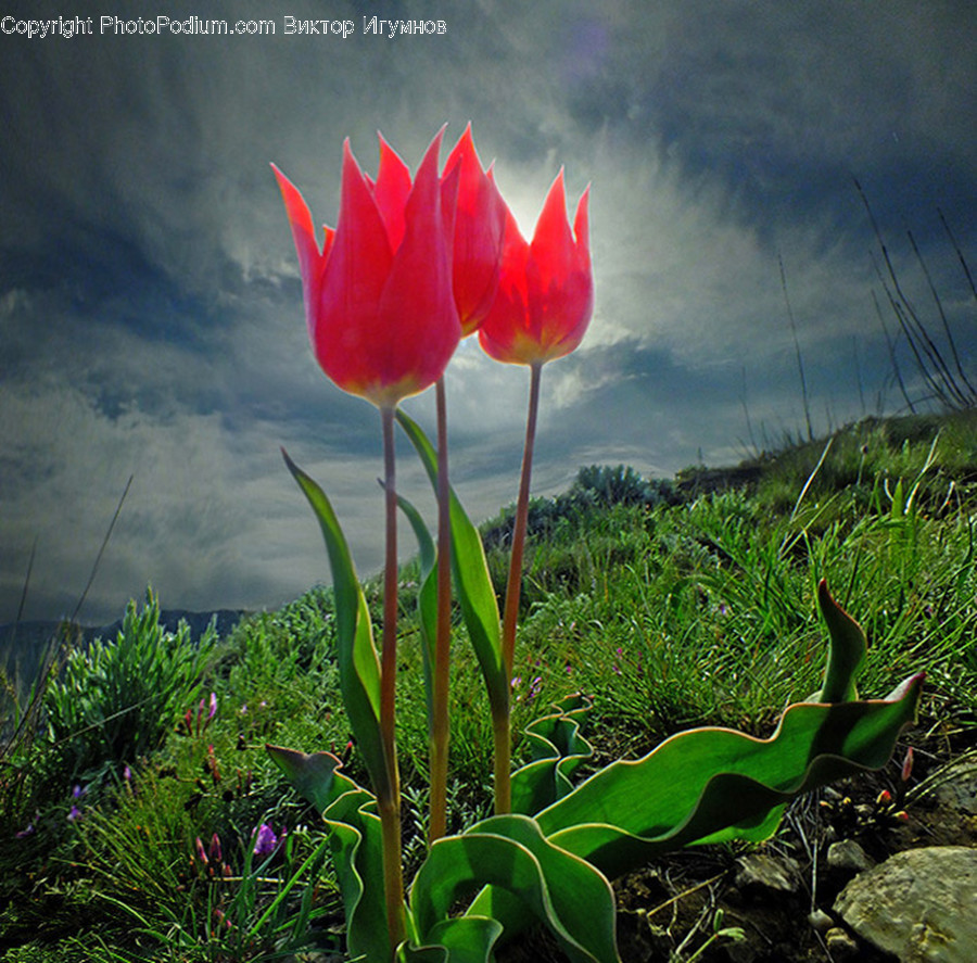Blossom, Flora, Flower, Plant, Tulip