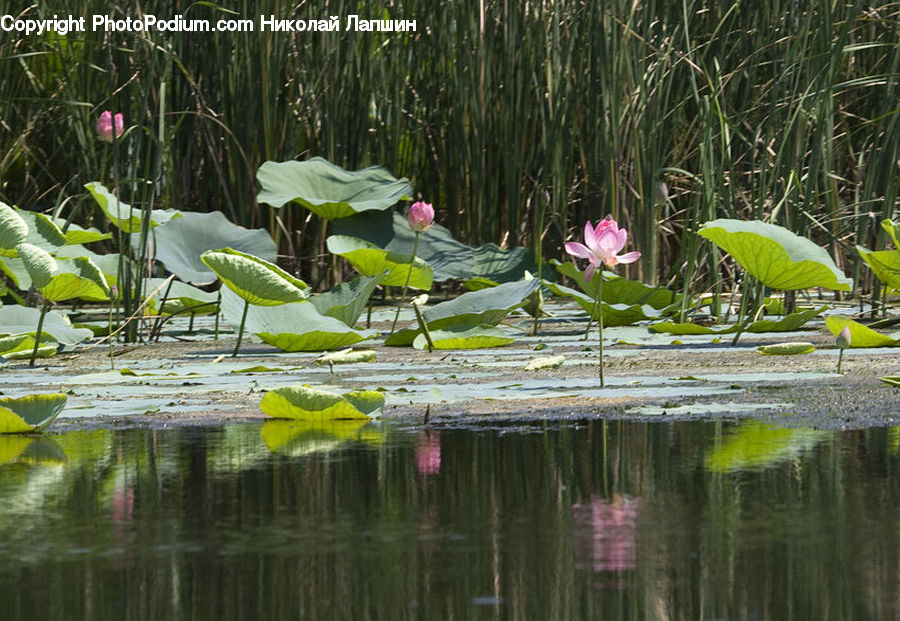 Flower, Lily, Plant, Pond Lily, People, Person, Human