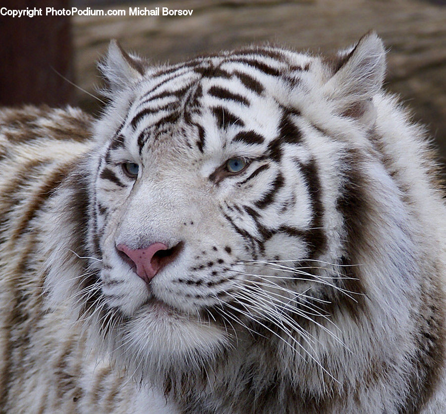 Animal, Tiger