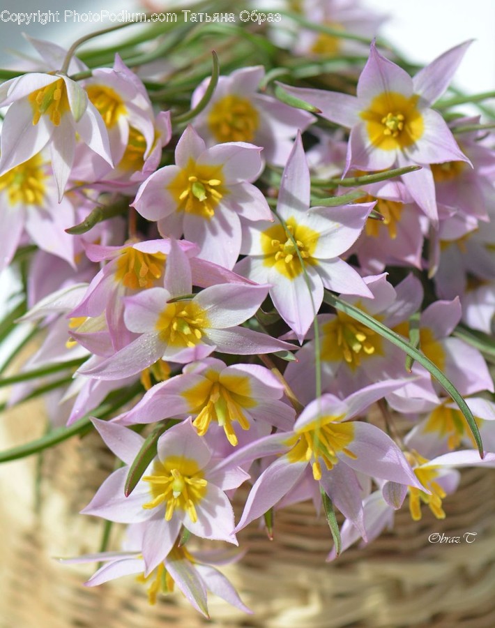 Blossom, Flora, Flower, Plant, Aquilegia