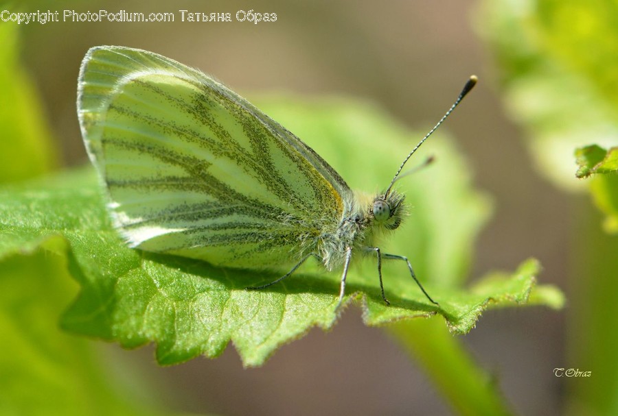 Animal, Butterfly, Insect, Invertebrate, Anisoptera