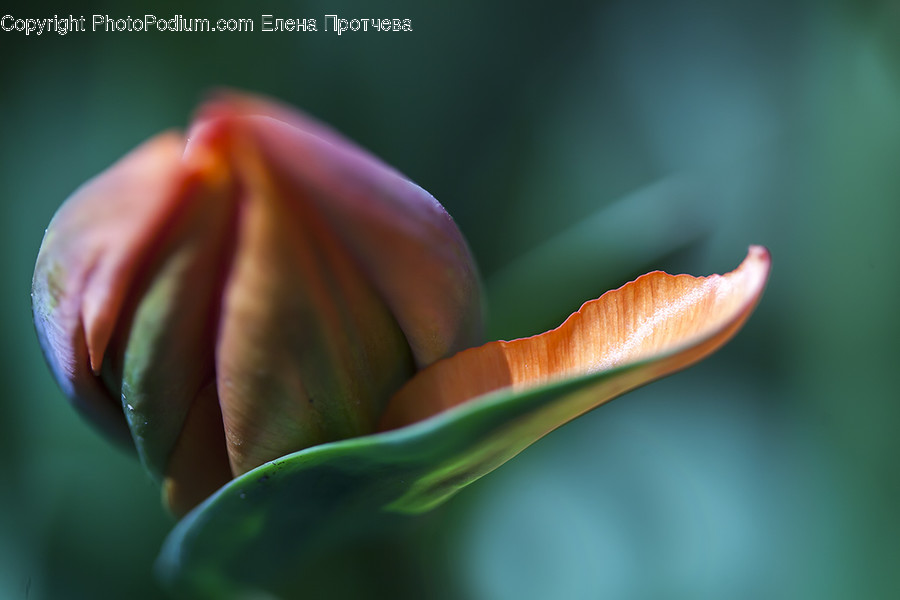 Blossom, Bud, Flora, Flower, Plant