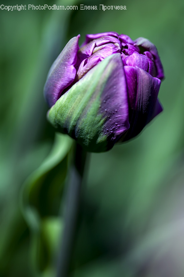Blossom, Bud, Flora, Flower, Plant