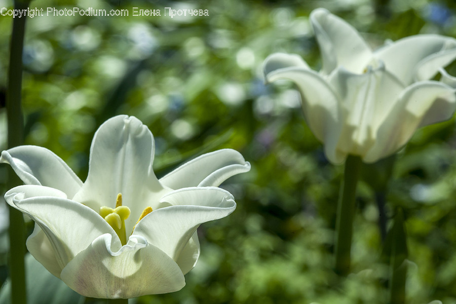 Blossom, Flora, Flower, Gladiolus, Plant