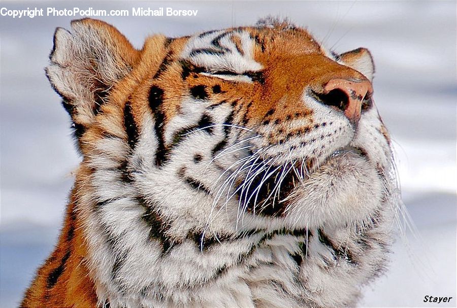 Animal, Mammal, Tiger, Jaguar, Leopard