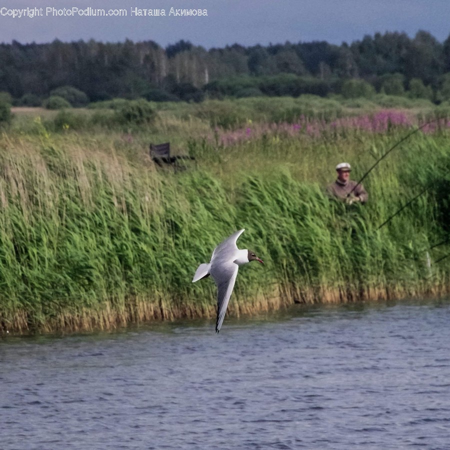 Land, Marsh, Outdoors, Swamp, Water