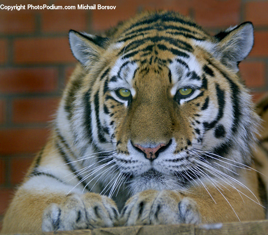 Animal, Mammal, Tiger, Cat, Pet, Plant, Vegetation