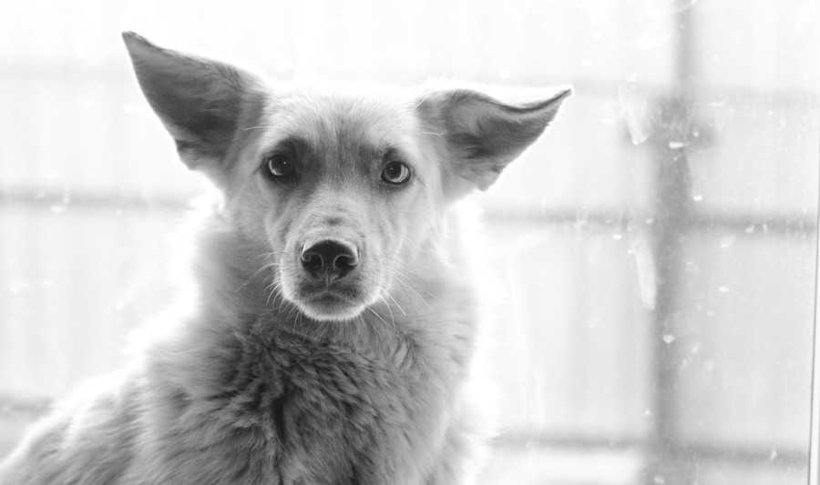 Animal, Canine, Dog, Husky, Mammal