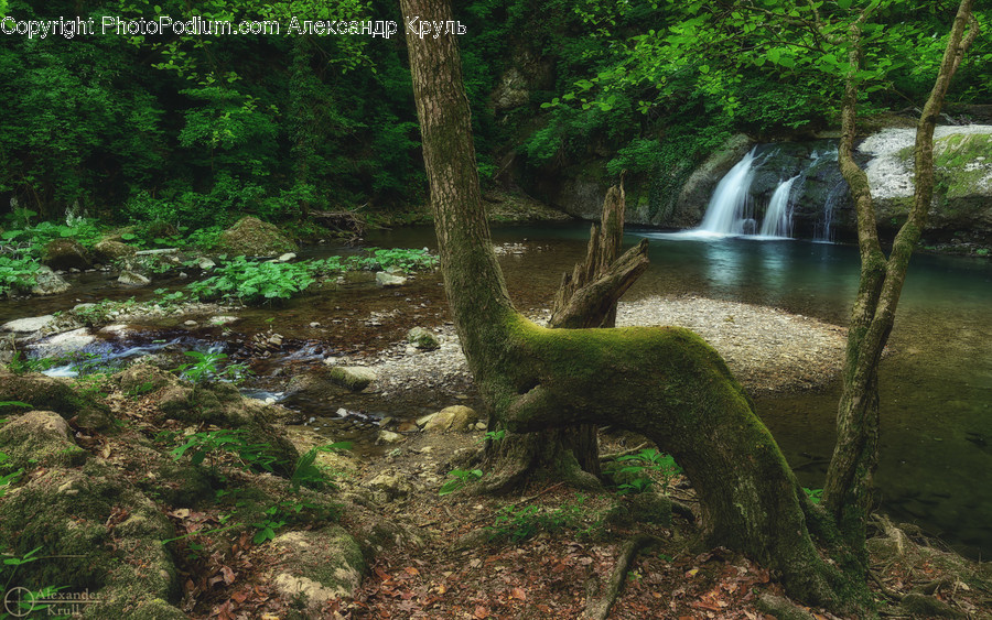 Creek, Outdoors, Stream, Water, Flora