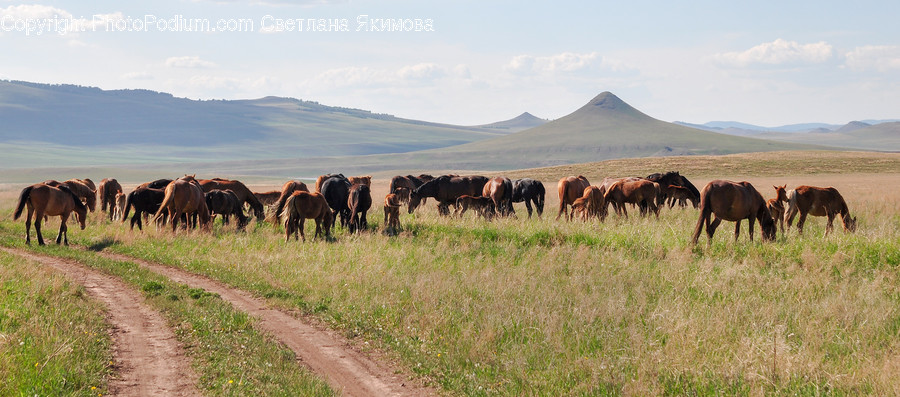 Countryside, Farm, Field, Grassland, Meadow