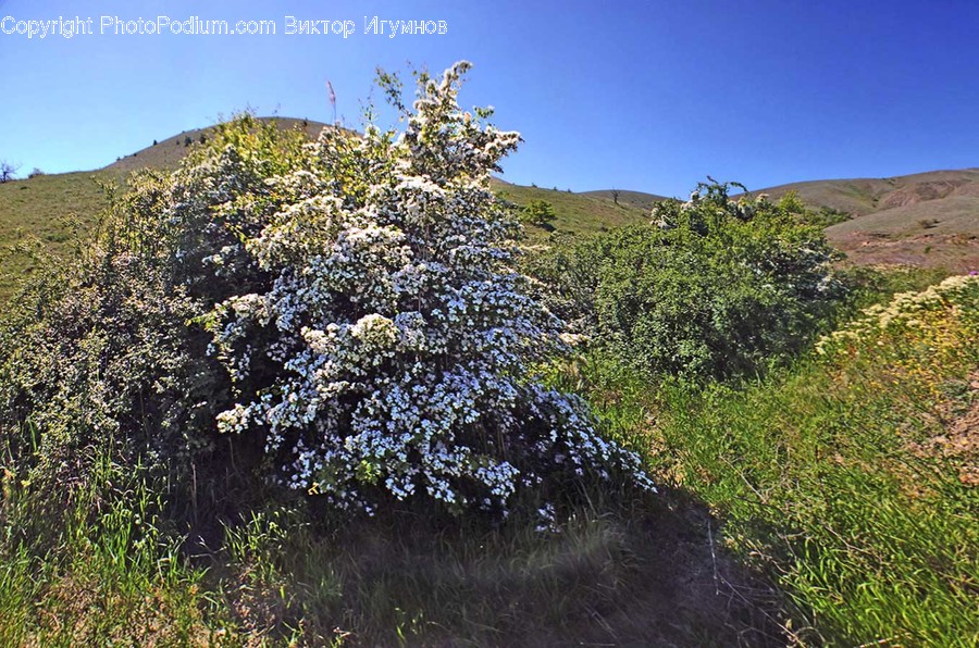 Conifer, Flora, Plant, Tree, Bush