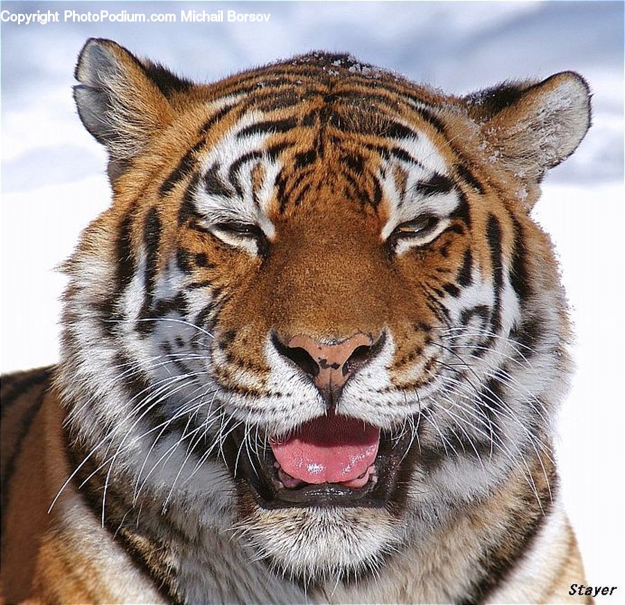 Animal, Mammal, Tiger