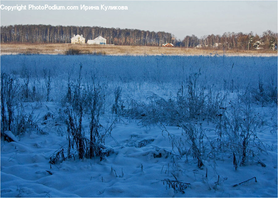 Field, Grass, Grassland, Plant, Conifer, Fir, Tree