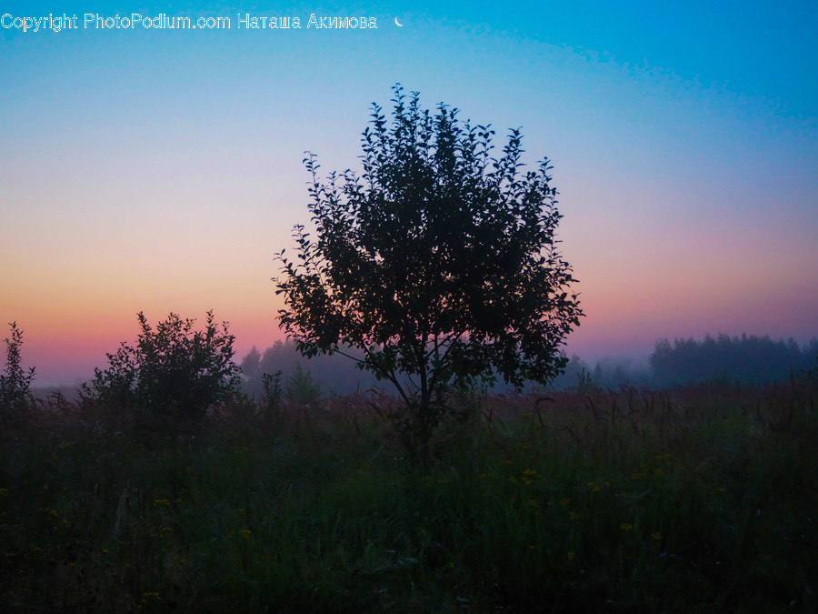 Dawn, Dusk, Nature, Outdoors, Red Sky