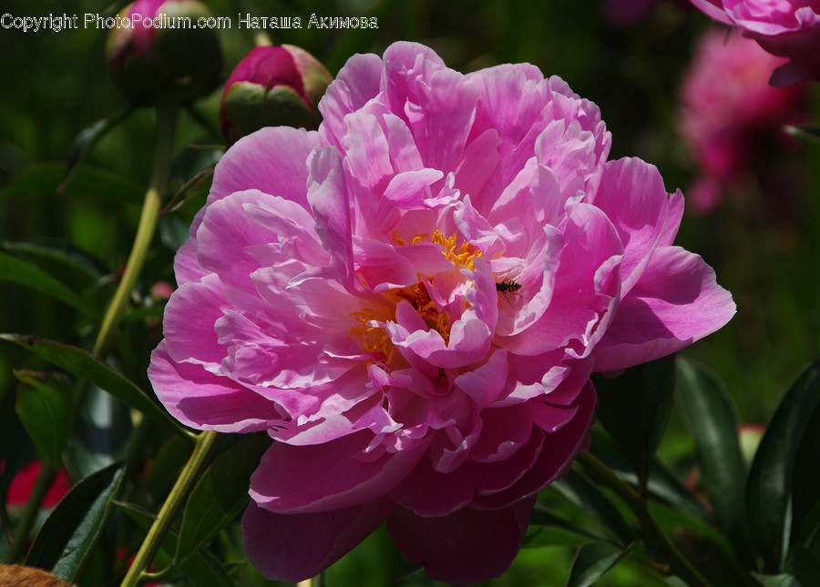 Blossom, Flora, Flower, Peony, Plant