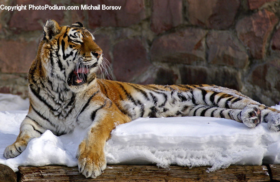 Animal, Mammal, Tiger, Cat, Pet, Bird, Sparrow