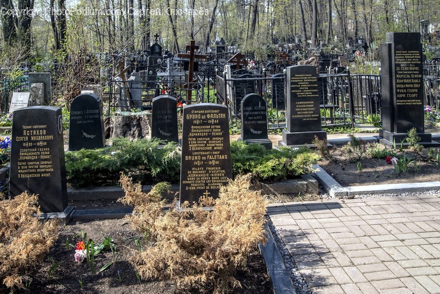 Tomb, Tombstone, Soil, Conifer, Flora