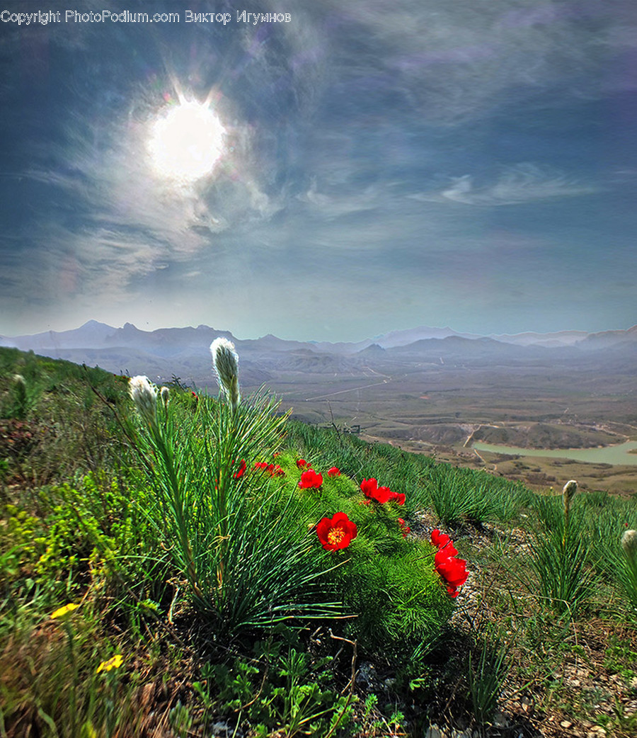 Field, Grassland, Outdoors, Flora, Plant