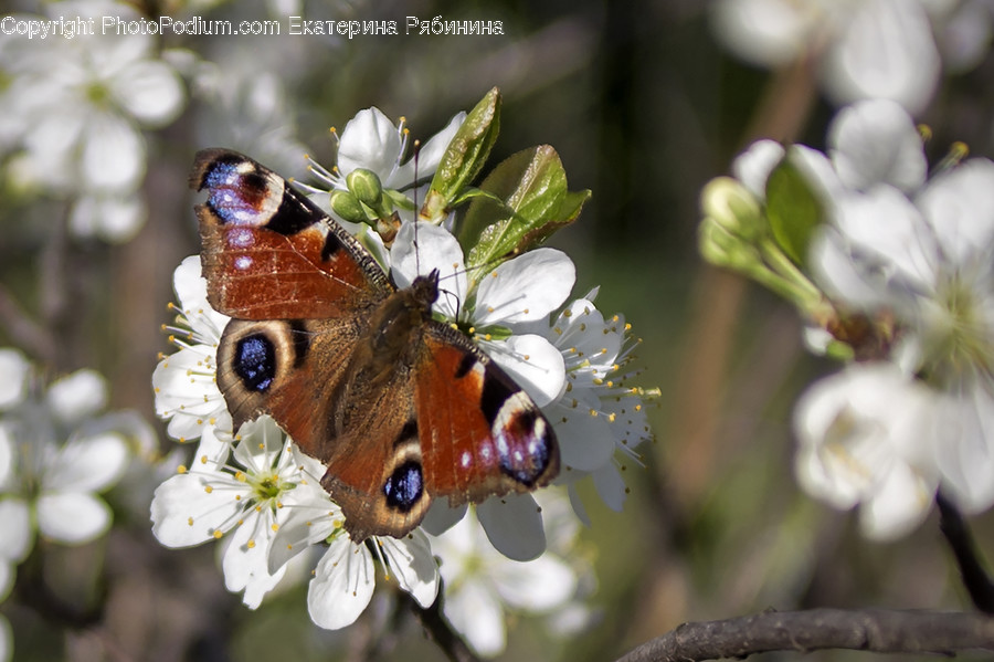 Animal, Butterfly, Insect, Invertebrate, Apidae