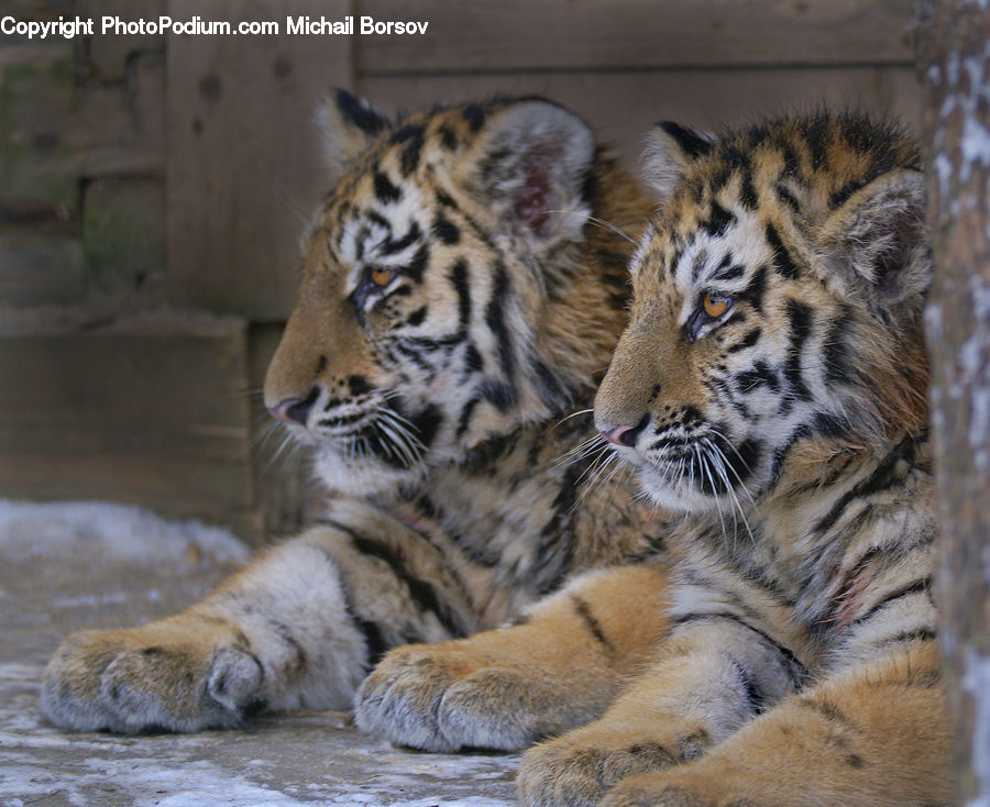 Animal, Mammal, Tiger, Cat, Pet, Hardwood, Wood