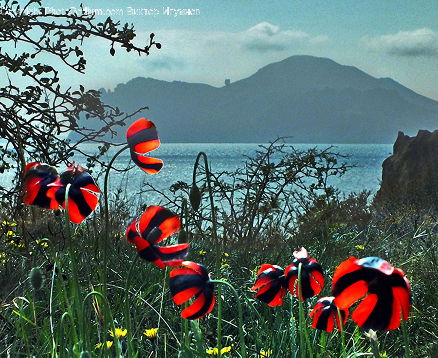 Blossom, Flora, Flower, Plant, Poppy