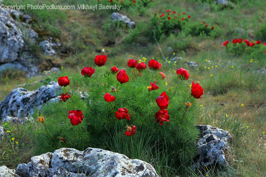 Blossom, Flora, Flower, Plant, Poppy