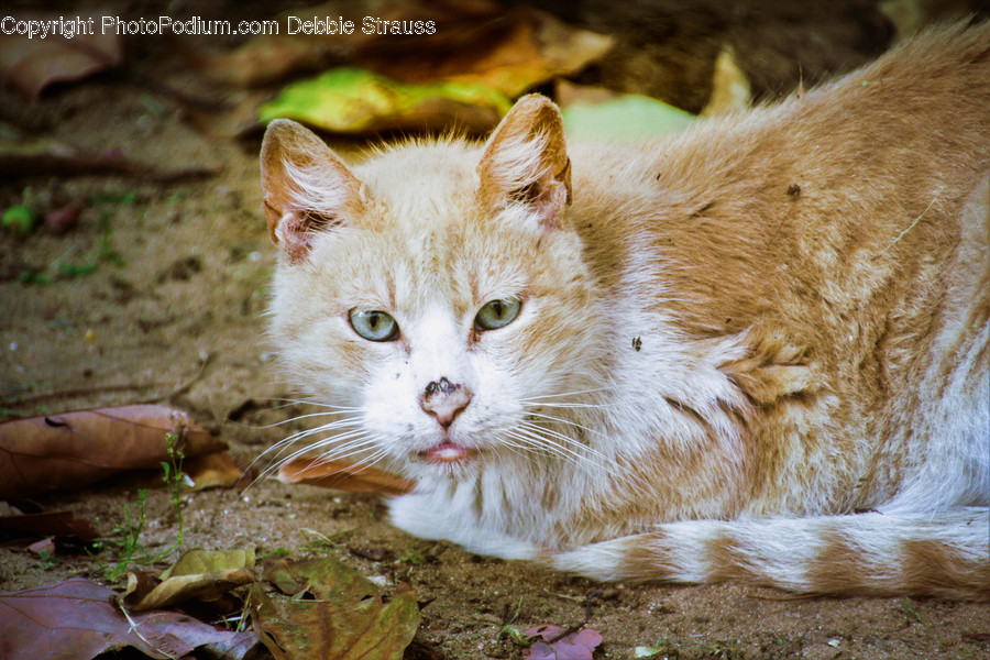 Animal, Cat, Mammal, Manx, Pet