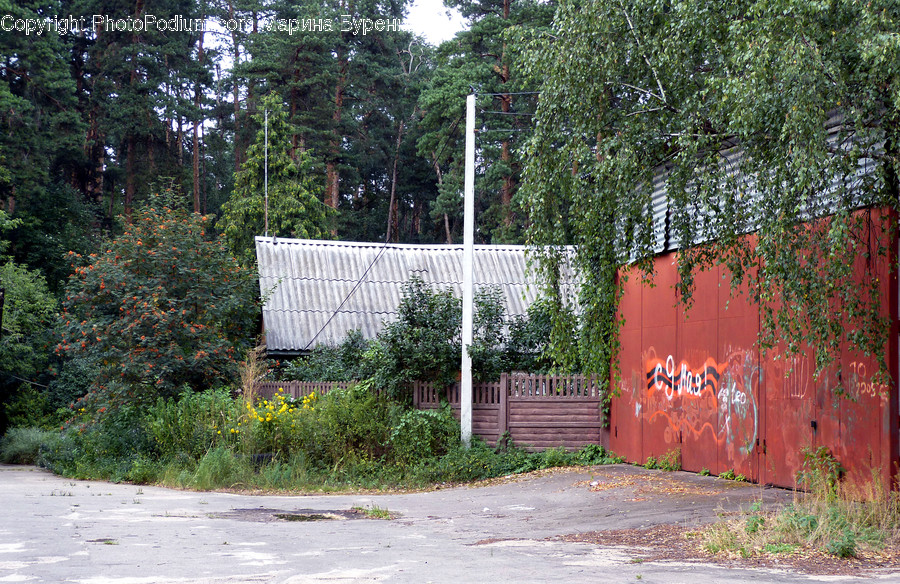 Flora, Ivy, Plant, Basketball, Basketball Court