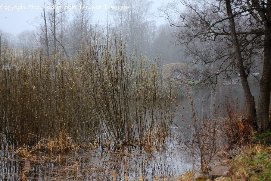 Land, Marsh, Outdoors, Swamp, Water