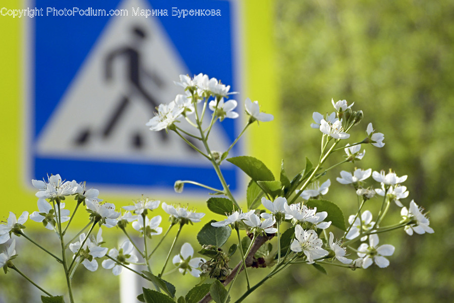 Blossom, Flora, Flower, Plant, Aster