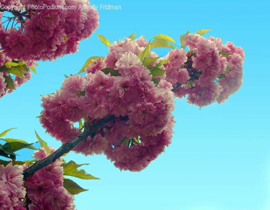 Blossom, Flora, Flower, Plant, Lilac